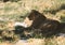 A large and terrible predator resting quietly. Close-up of an adult lion. A ferocious carnivore of the family Felidae. Lion in the