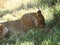 A large and terrible predator resting quietly. Close-up of an adult lion. A ferocious carnivore of the family Felidae. Lion in the