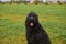 Large Terrier of Zordan black sits on field in hat
