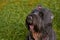 Large Terrier of Zordan black sits on field in hat