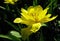 Large terry yellow tulip flower on a dark green background