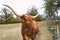 Large Texas Longhorn cow