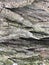 Large textural brown tree bark. Macro shot.