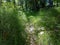 Large thicket of a lush green equisetum in park