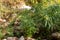 Large thickets of green plants on the territory of the Botanical Garden in Eilat city, southern Israel