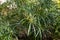 Large thickets of green plants on the territory of the Botanical Garden in Eilat city, southern Israel