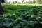 Large thickets of Sosnowsky hogweed