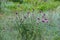 A large Thistle Bush, with a blurred background.