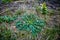 Large thistle growing in grass