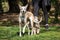 A large thoroughbred dog moves in front of a small dog for a walk during quarantine. Bright green lawn. Sunny day. Pets.