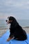 Large thoroughbred dog on vacation on seaside looks ahead and enjoys life. Charming Bernese Mountain Dog sits on blue plastic pier