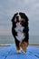 Large thoroughbred dog on vacation on the seaside looks ahead and enjoys life. Charming Bernese Mountain Dog walks along blue