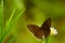 Large three ring butterfly open wing on flower