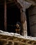 Large Tibetan dog in the Ancient Walled City of Lo Manthang Upper Mustang, Nepal