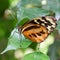 Large Tiger Butterfly (lycorea cleobaea)