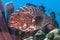 Large tiger grouper