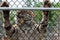 Large tiger holding onto metal enclosure during feeding time at the zoo