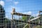 Large Tiger looking straight ahead through fence at Wingham Wildlife Park, Kent.