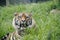 A Large Tiger Sitting in Grass Field