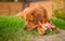 A large tired dog sleeps on the grass next to his soft toy