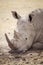 Large tired rhinoceros 2