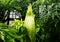 A large Titan Arum plant from Sumatra, Indonesia