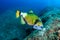 Large Titan Triggerfish feeding on a coral reef