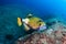 Large Titan Triggerfish feeding on a coral reef