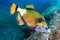 Large Titan Triggerfish feeding on a coral reef