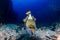 Large Titan Triggerfish feeding on a dark, tropical coral reef at dawn