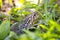 A Large Toad Hiding in the Grass