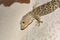 A large Tokay Gecko hunting, sitting on the wall