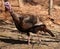 Large Tom Turkey Strutting