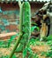 Large Tomato caterpillar eating plants in backyard, located in rural region.