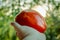 Large Tomato in Hand