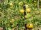 Large tomatoes growing on the branches of a tomato plant maturing for later consumption in a vegetable garden