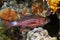 Large-toothed cardinalfish