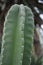 Large Torch Cactus with Sharp Points Along it`s Stalk