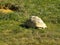A large tortoise crawls across the tall, grassy field.