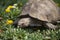 Large tortoise outdoors eating grass