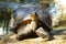 A large tortoise posing at the Alligator Farm in St.Augustine, Florida.