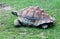 Large tortoise walking across the grass