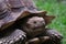 Large tortoise in wildlife park in the UK.