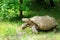 Large tortoise at the zoo