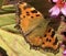 The large tortoiseshell or blackleg tortoiseshell butterfly Nymphalis polychloros or Der Grosse Fuchs Schmetterling