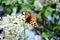 The large tortoiseshell or blackleg tortoiseshell Nymphalis polychloros sitting on white lilac flowers, blurry background