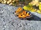 The large tortoiseshell or blackleg tortoiseshell Nymphalis polychloros  on stone plate in the summer. Sunlight. Bright