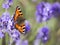 Large Tortoiseshell Butterfly on Lavender Flower