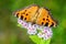 Large Tortoiseshell - Nymphalis polychloros