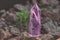 Large transparent mystical faceted crystal of colored pink amethyst, chalcedony on a stone background close-up. Wonderful mineral